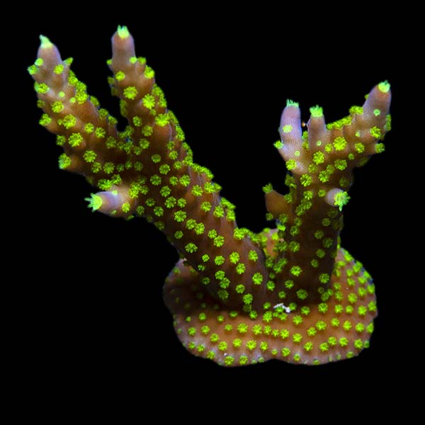 ORA® Aquacultured Purple Jade Bonsai Acropora Coral ORA® Aquacultured Purple Jade Bonsai Acropora Coral
